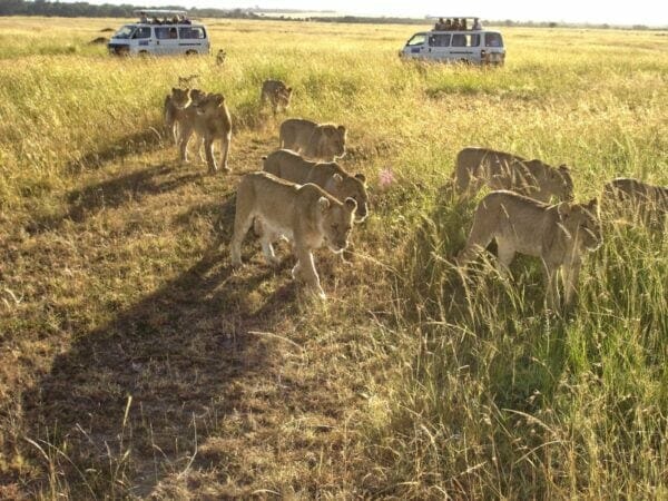 A pride of lioness in the Maasai Mara, photo © Suzi Kopitke