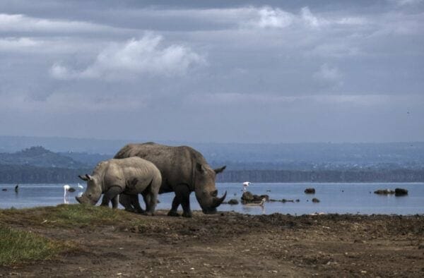 Rhinos at Lake Nakuru